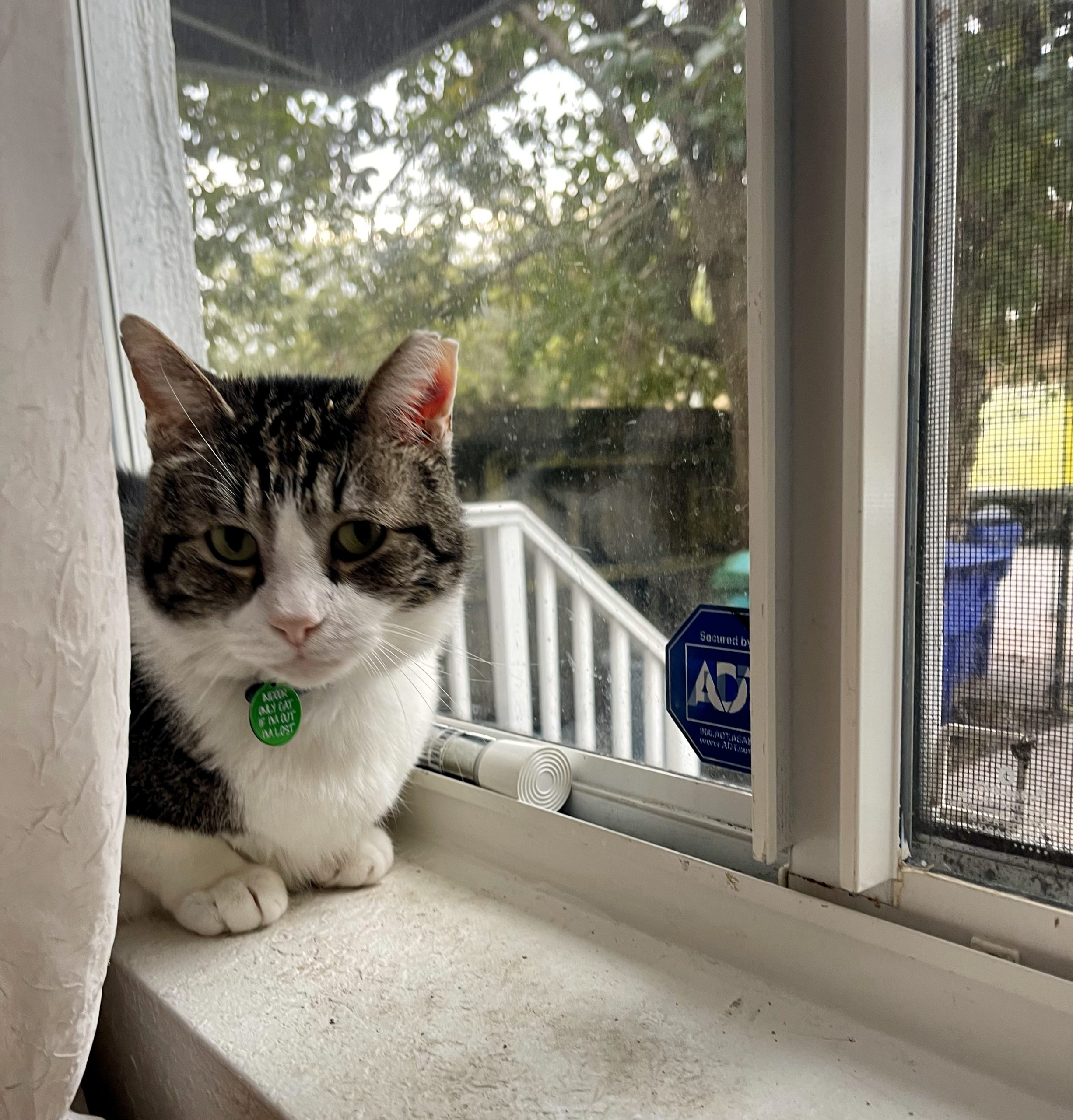 a cat sitting on a window sill