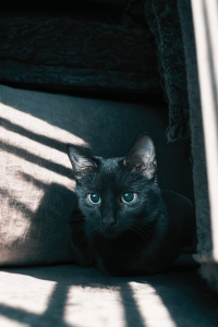 A black cat tucked under a bed in soft lighting, showcasing a cozy hiding space, ideal for indoor cat enrichment in small Miami homes.