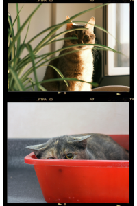 Split image of two cats: one confidently resting behind a houseplant, the other crouched and tense inside a red litter box