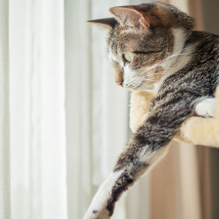 Tabby cat lounging on a beige cat tree with paw extended, basking in sunlight through a curtain—an example of Miami apartment cat care using vertical enrichment.