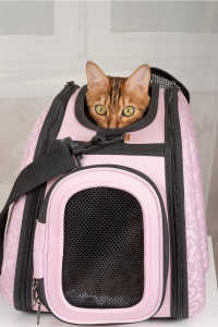Close-up of a tabby cat peeking out from the top opening of a pink soft-sided cat carrier