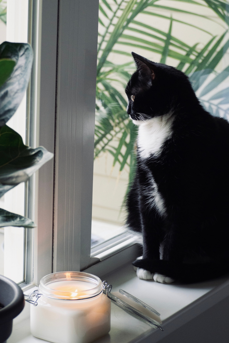 Black and white cat sitting on a windowsill with a candle nearby, enjoying indoor cat enrichment