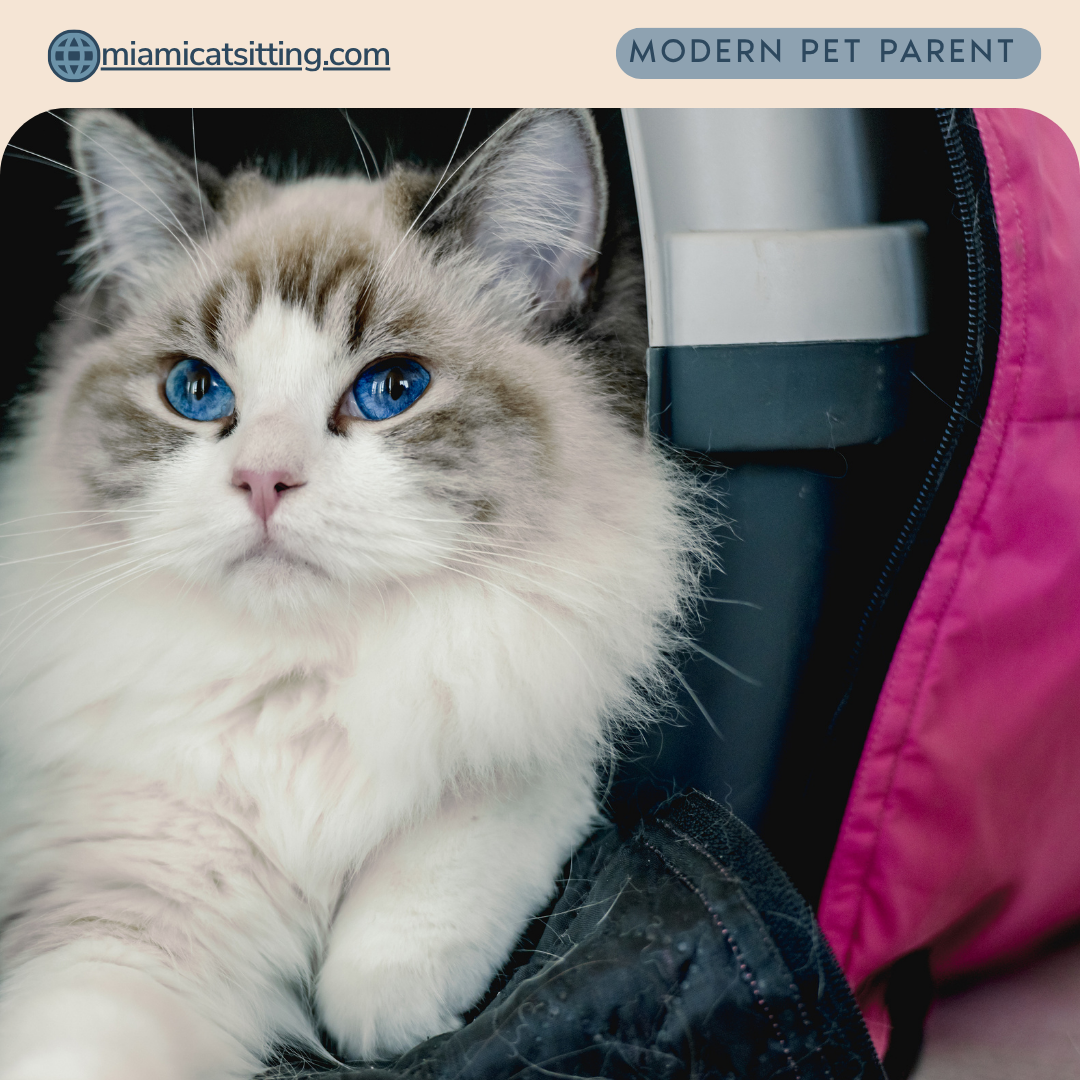 white cat looking at viewer laying in a pet carrier for travel.