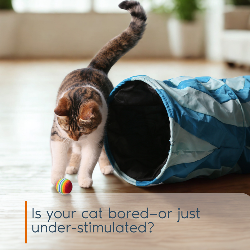 A playful tabby cat pawing at a colorful toy ball next to a blue play tunnel in a bright Miami home.