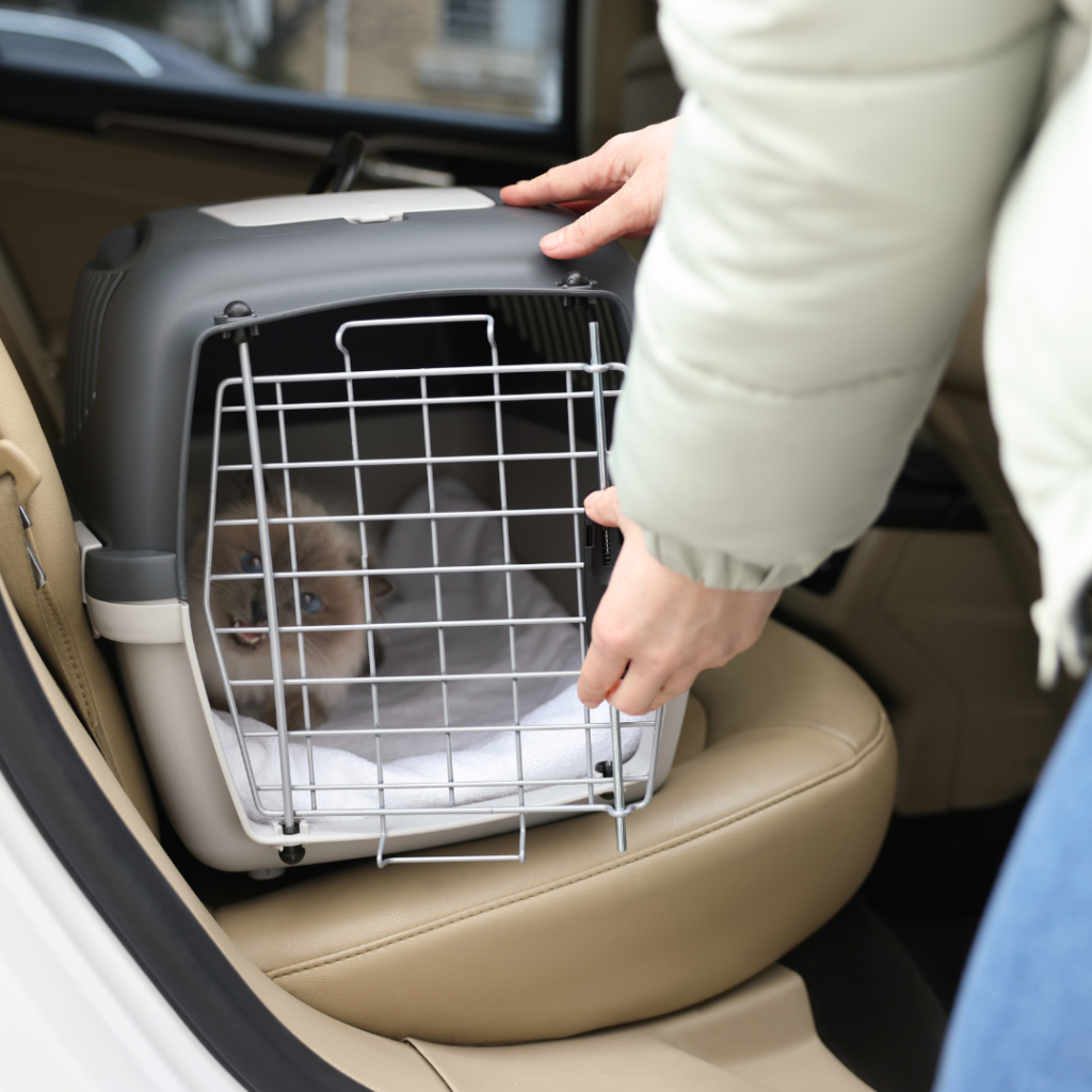 a person loading a Siamese cat in a carrier into the backseat of a car