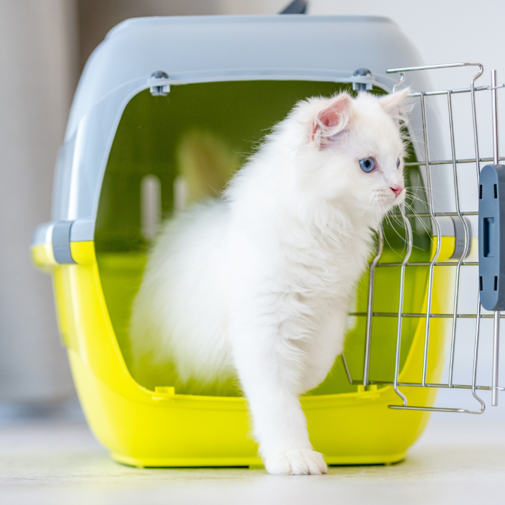White cat stepping out of a hard sided pet carrier.