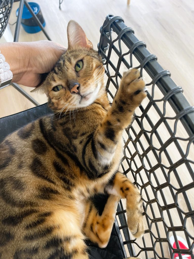 Bengal cat named Joker lounging on a bar stool after an enrichment visit in Miami