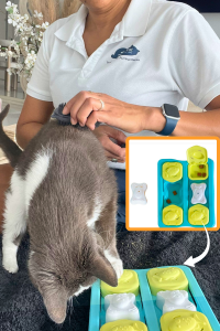 Mr. Biggles, a gray and white cat, using his first treat puzzle toy during an enrichment session with a professional sitter.