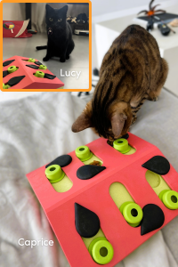 Two cats, Caprice and Lucy, exploring a melon-themed interactive puzzle feeder with green pegs and black sliders during an enrichment session.