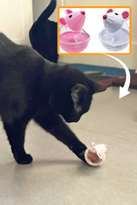 Black cat named Cora batting a white mouse-shaped treat puzzle toy with a weighted base; inset shows alternate pink and white versions of the same toy.
