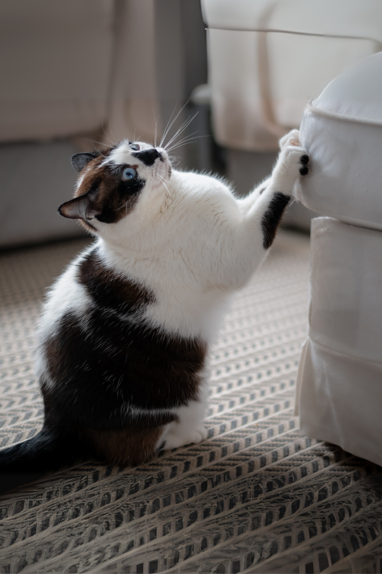 Indoor cat scratching an upholstered ottoman with ears flattened slightly outward in a softly lit living room.