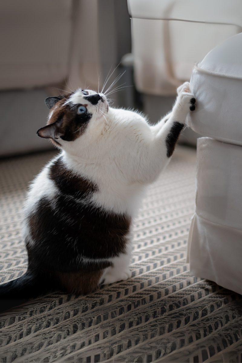 Indoor cat scratching an upholstered ottoman with ears flattened slightly outward in a softly lit living room.