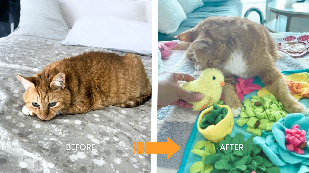 Side-by-side photo of Feller, a senior cat, showing his transformation before and after using a snuffle mat for enrichment.