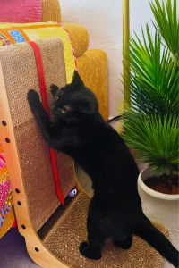 Black cat stretching and scratching on a vertical Poils Bebe L-Shape cardboard scratcher next to a mustard sofa and potted palm indoors.