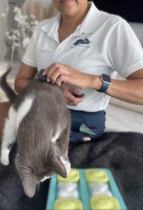 Senior cat exploring treat puzzle during an enrichment visit with Miami Cat Sitting