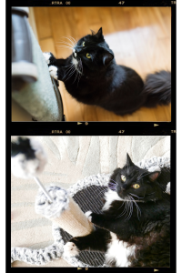 Tuxedo cat scratching a soft surface in one frame and using a sisal post with toy in another, shown in retro filmstrip layout to illustrate preferred scratching behavior.