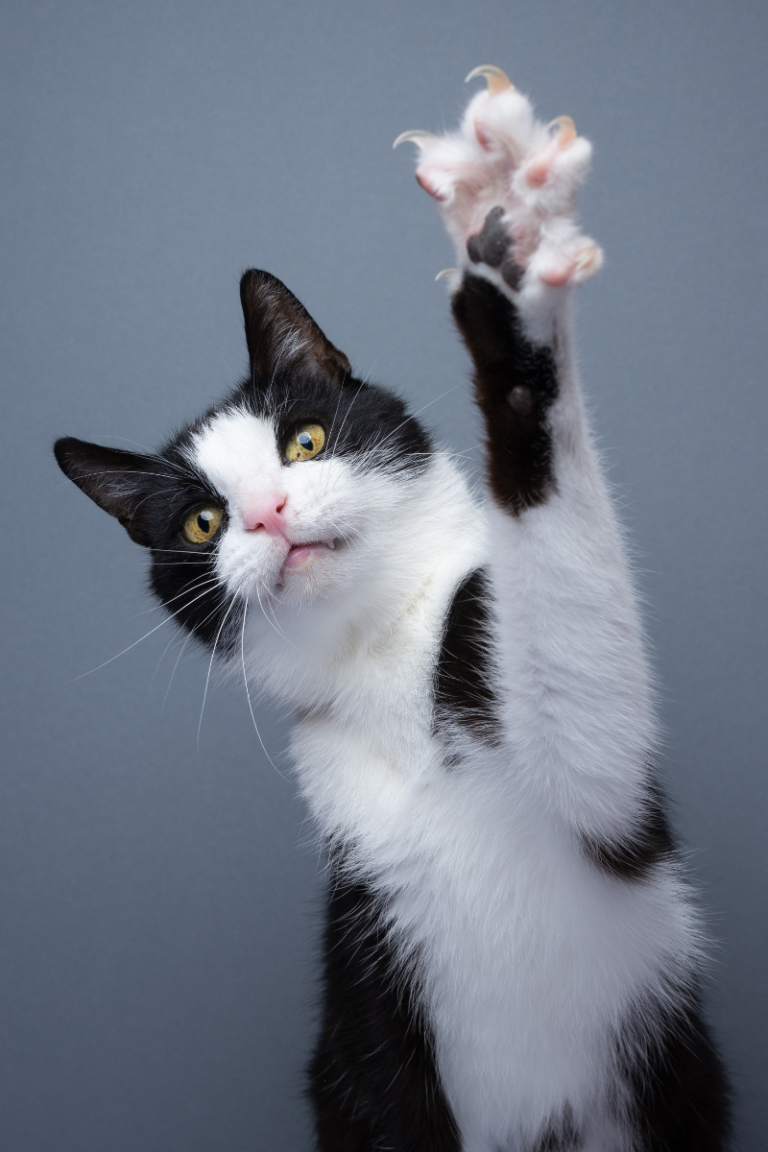 Black and white cat facing forward with one paw raised playfully, claws extended.