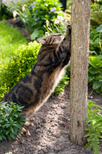 Bengal cat stretching and scratching a tree in a lush backyard garden
