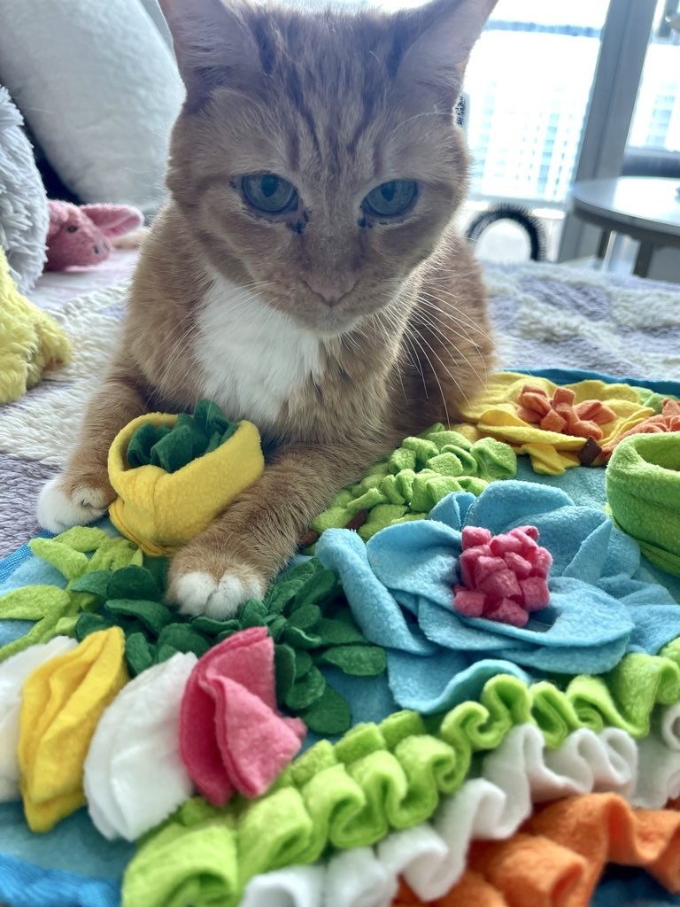 Senior orange tabby cat laying on a colorful snuffle mat during an enrichment visit in Miami. Cat appears relaxed and confident.