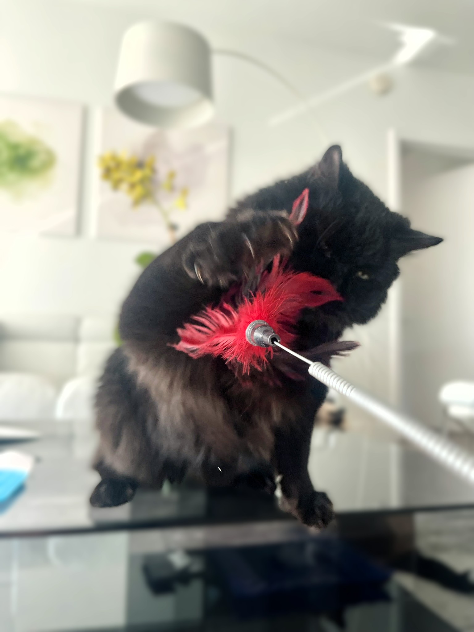Black cat named Licorice playing with red feather wand toy during interactive enrichment visit in Miami.