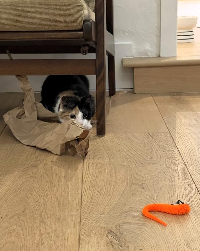 Calico cat crouching under a chair, stalking an orange toy worm.
