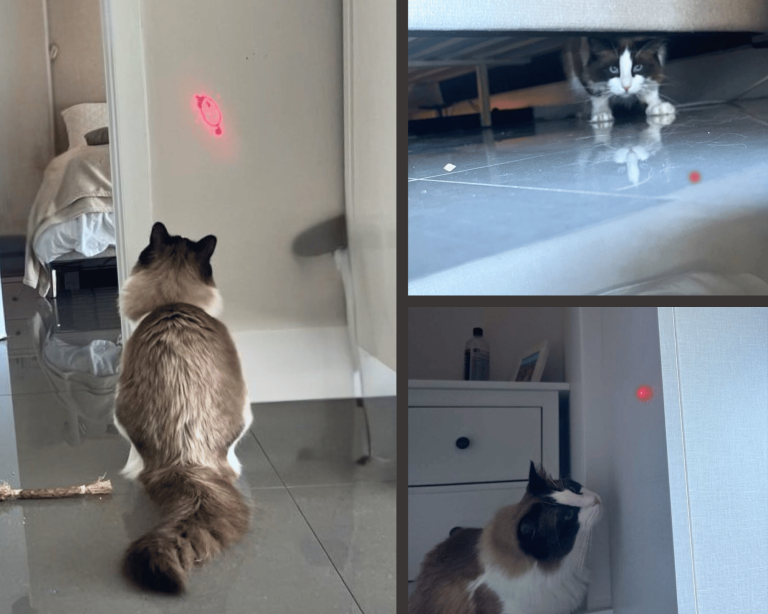 Shy Ragdoll cat hiding under a bed, then engaging with a red laser toy during play.