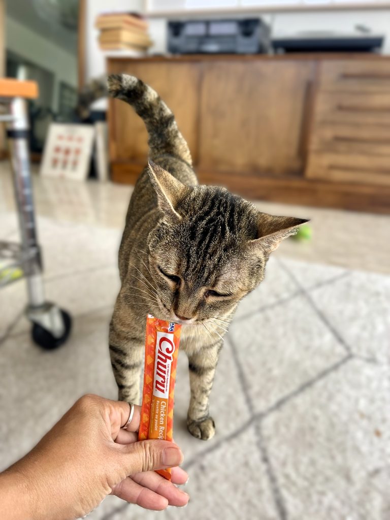 Tabby cat enjoying a Churu treat stick after playtime.
