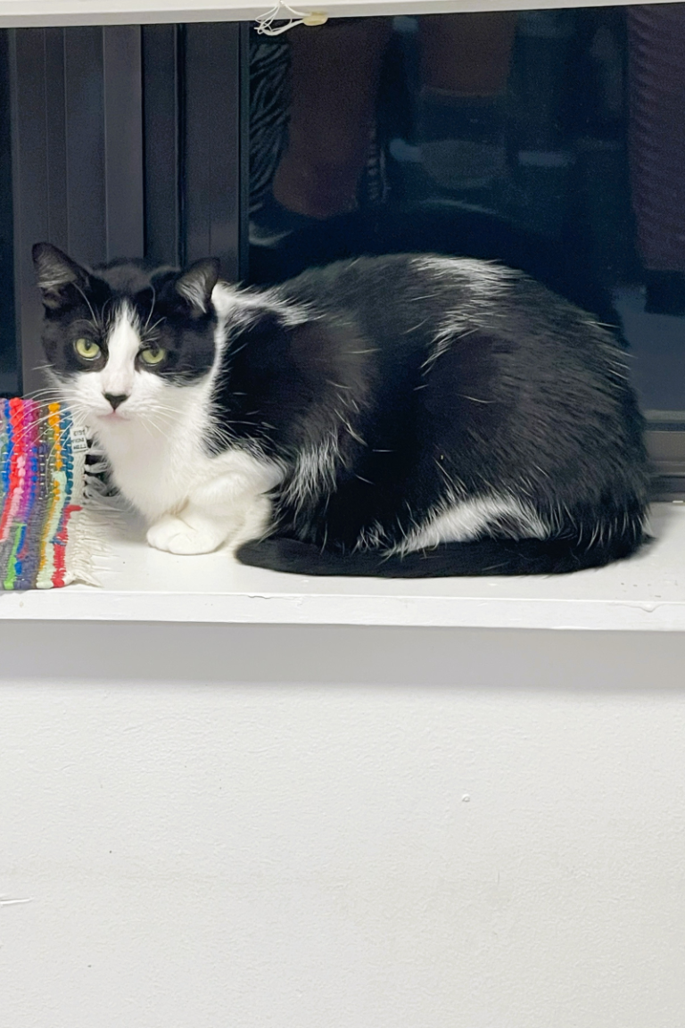 Black and white cat calmly sitting on a windowsill, relaxed and comfortable, representing the green zone of the Fear, Anxiety, and Stress Scale.