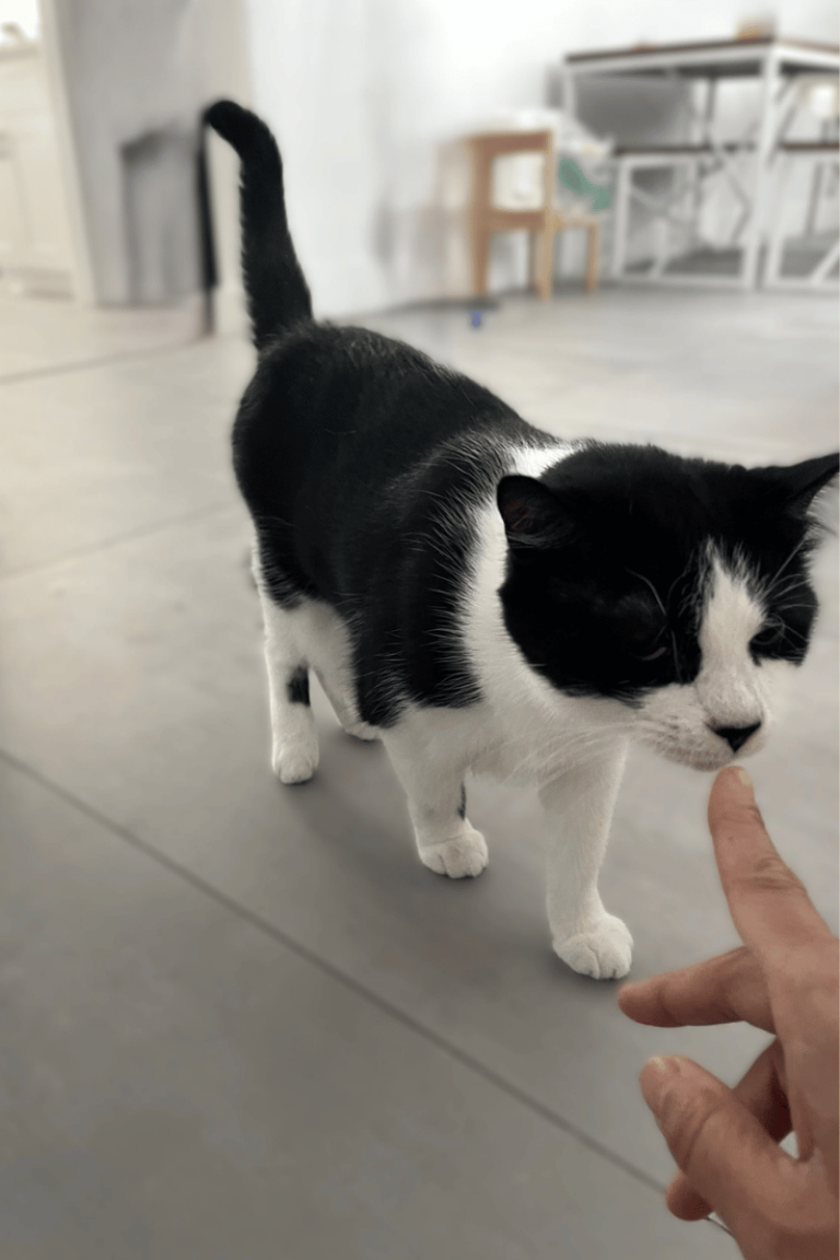 Black and white cat cautiously sniffing a person’s finger, demonstrating curiosity mixed with hesitation in the yellow zone of the Fear, Anxiety, and Stress Scale.