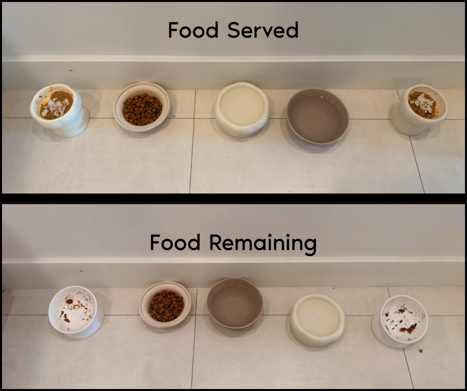 Before and after view of cat food bowls showing food served and food remaining to monitor changes in appetite