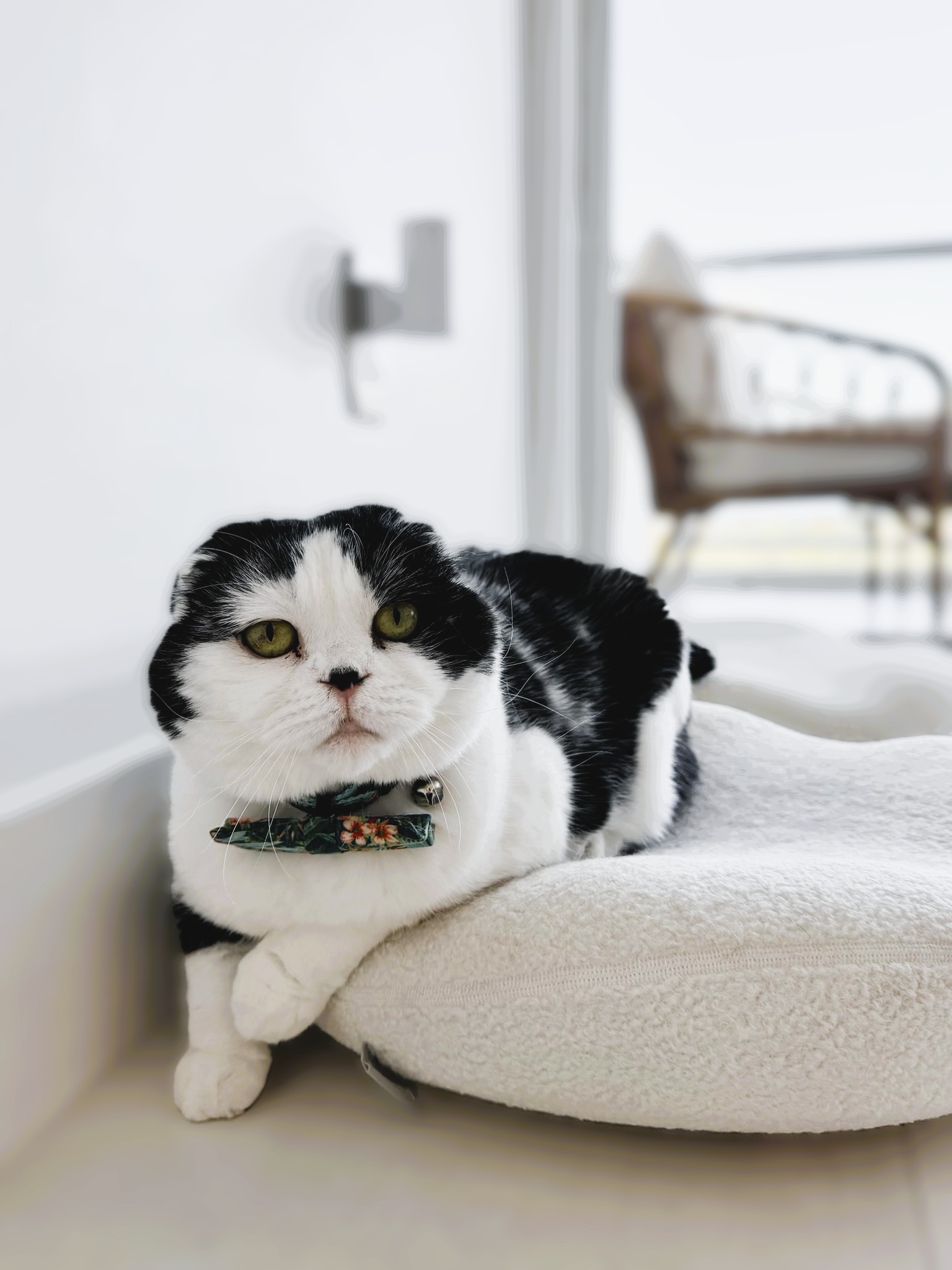 Relaxed black and white cat resting on a cushion at home, showing calm body language and comfort in a familiar environment.