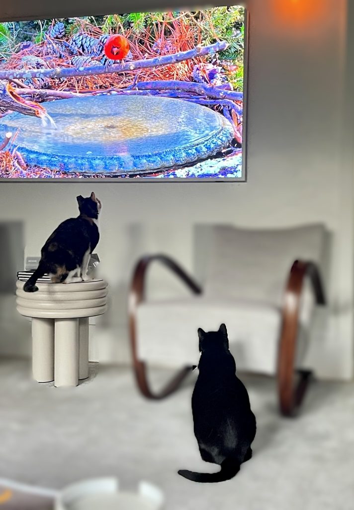 Two cats watching Miami Cat TV on a screen, showing mental enrichment and visual stimulation without physical activity