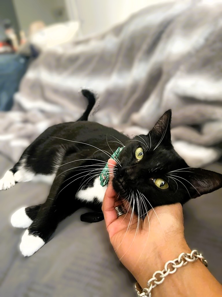 Black and white cat named Dito resting calmly with gentle hand contact, showing relaxed companionship and routine care at home