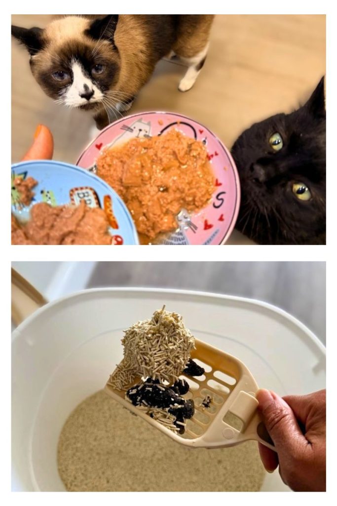 feeding cats and cleaning litter box during in-home cat sitting visit in Miami