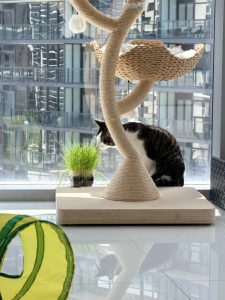 Indoor cat enjoying a high-rise city view beside a cat tree and fresh cat grass, creating a safe enrichment space near the window.