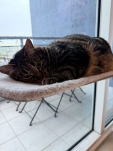 Indoor cat resting in a window hammock with a high-rise balcony visible beyond the glass, showing a safe way to enjoy sunshine and elevated views indoors.