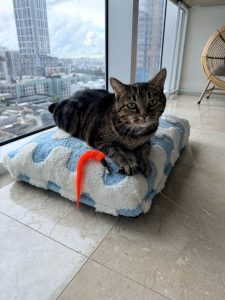 Indoor cat resting on a soft perch beside a floor-to-ceiling window in a Miami high-rise, enjoying the city view safely from inside.