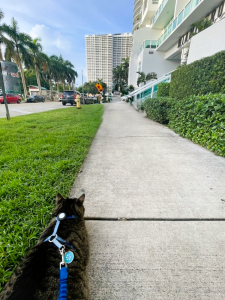 Harness-trained cat enjoying a supervised walk in Edgewater, Miami, as a safe outdoor enrichment alternative to open balcony access.