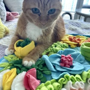 Senior orange tabby cat laying on a colorful snuffle mat during an enrichment visit in Miami. Cat appears relaxed and confident.