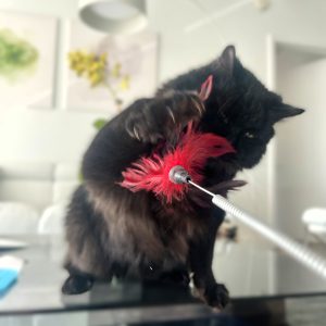 Black cat named Licorice playing with red feather wand toy during interactive enrichment visit in Miami.