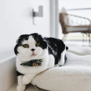 Relaxed black and white cat resting on a cushion at home, showing calm body language and comfort in a familiar environment.